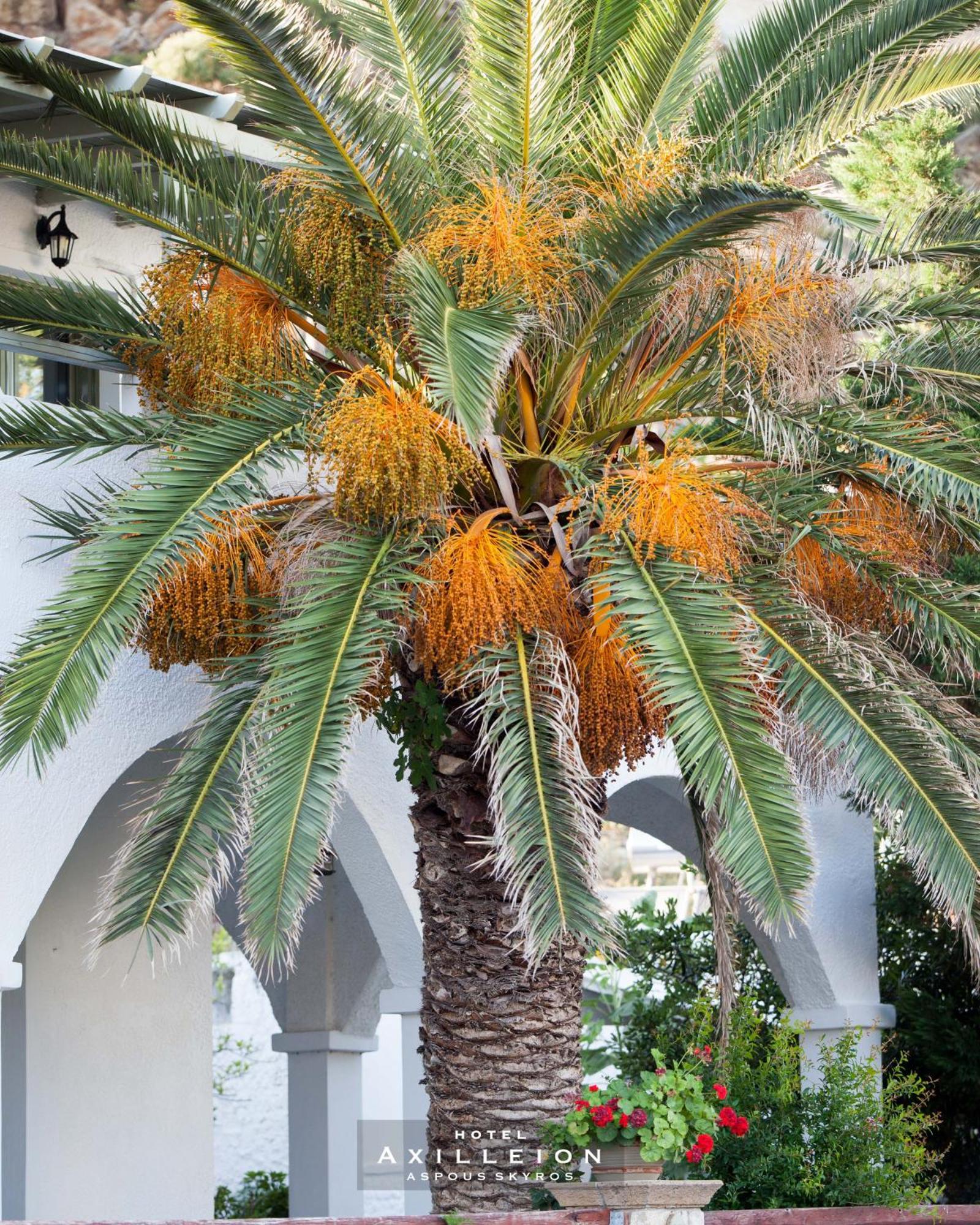 Achilleion Hotel Skyros Zewnętrze zdjęcie